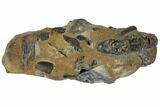 Fossil Mud Lobster (Thalassina) - Australia #109297-2
